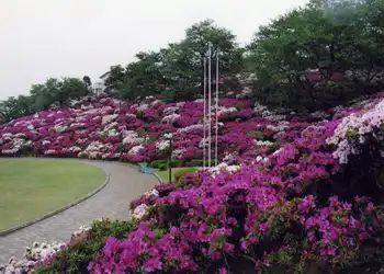 さばえつつじまつり