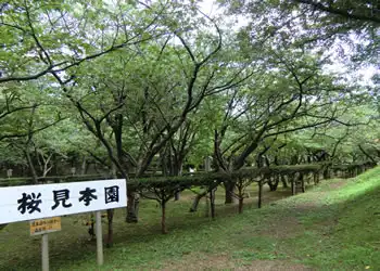 桜見本園