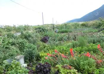花のある風景