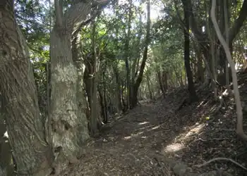 樹林のトンネル