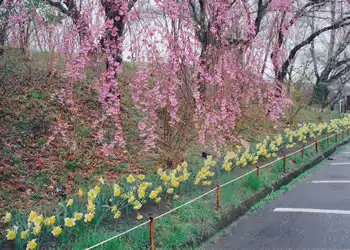 桜まつり