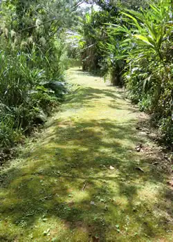 グリーンロード