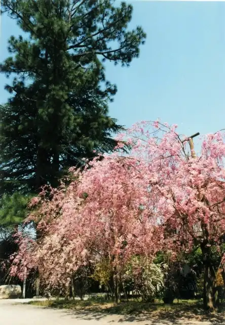 桜の名所