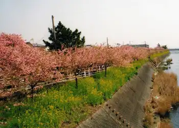 河津の桜並木