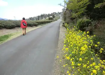 茶畑沿いの道