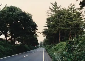 初音ヶ原の松並木