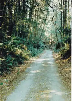 林間の道