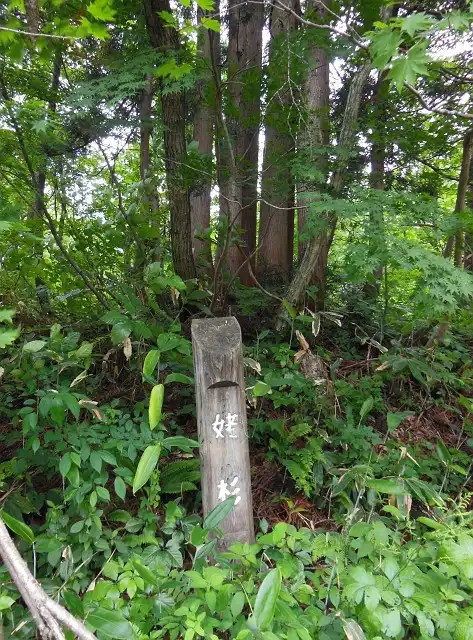 また姥杉