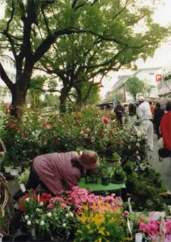 梼原街道　追手筋の日曜市