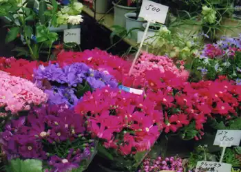 梼原街道　日曜市